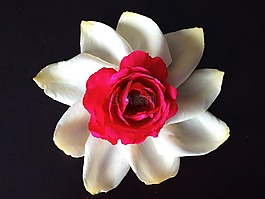 花,玫瑰,玫瑰綻放
