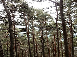 巢,tops,林