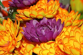 塑料,鮮花,亮度