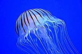 海蜇,海洋,紫色條紋