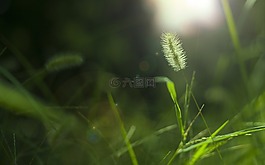 植物,陽(yáng)光,小清新