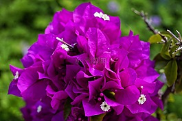 花園,自然,花