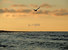 海鷗,海,海岸
