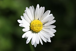 雛菊,花,花的