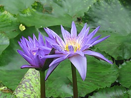 花,盛開,開花
