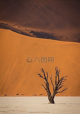 納米比亞,野生動(dòng)物,非洲