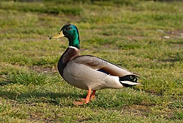 鴨,鳧,德雷克