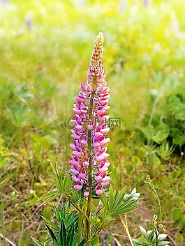 鲜花,春,羽扇