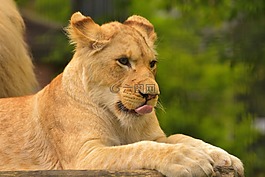 獅子,年輕,舌