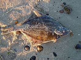 鰈魚,魚,海灘