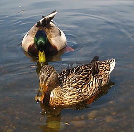鴨子,鳧,男
