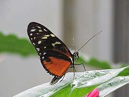 蝴蝶,關(guān)閉了,昆蟲