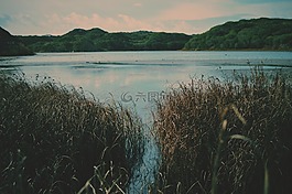 河床,森林樹木,河