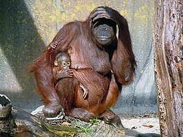 orang 組,猿,猴子家族