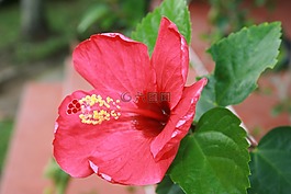 性質,鮮花,玫瑰的中國