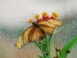 蝴蝶,關(guān)閉了,昆蟲