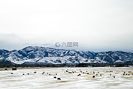 雪山,牛,農(nóng)場(chǎng)