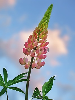 羽扇豆,花,夏天