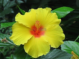 花,盛開,開花
