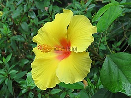 花,盛開(kāi),開(kāi)花