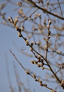 小貓,性質(zhì),春天