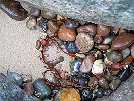 漂流物,石頭,海灘發(fā)現(xiàn)
