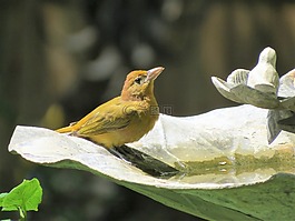 鳥(niǎo),黃色,野生動(dòng)物
