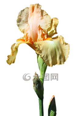 鸢尾花,黄色,干