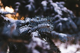 松針,雪,松