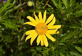 花,瑪格麗特,黃色