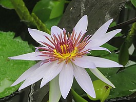 花,盛開,開花