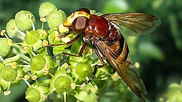 hoverfly,昆蟲,關(guān)閉