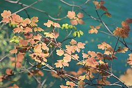 葉子,樹,秋