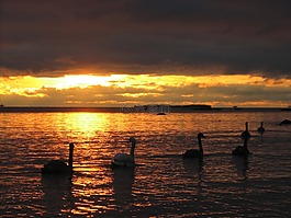 天鵝,日落,游泳
