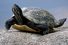水龜,爬行動物,性質(zhì)