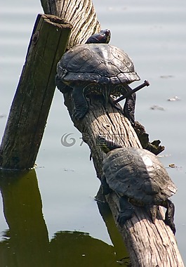 水龜,爬行動物,性質(zhì)