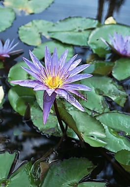 花,百合,水