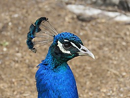 孔雀,鳥,藍(lán)色
