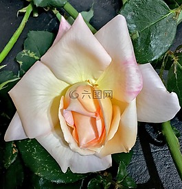白玫瑰,白色的花,白