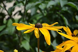 花,黃色雛菊,性質(zhì)