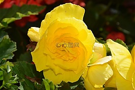 花性質,花園,矮牽牛