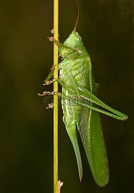 昆蟲,蚱蜢,宏
