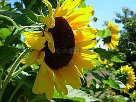 向日葵,黃色,開花