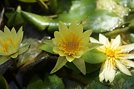 睡蓮,池塘,水生植物