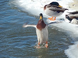 鳧,鴨,野生動物