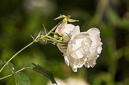 玫瑰,白,夏季