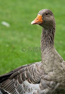 鵝,野鵝,性質