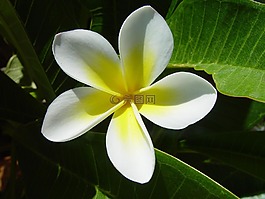 花,開花,盛開