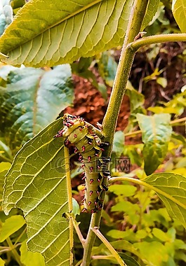 葉,性質(zhì),植物