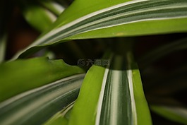 葉子,tropicale,綠色